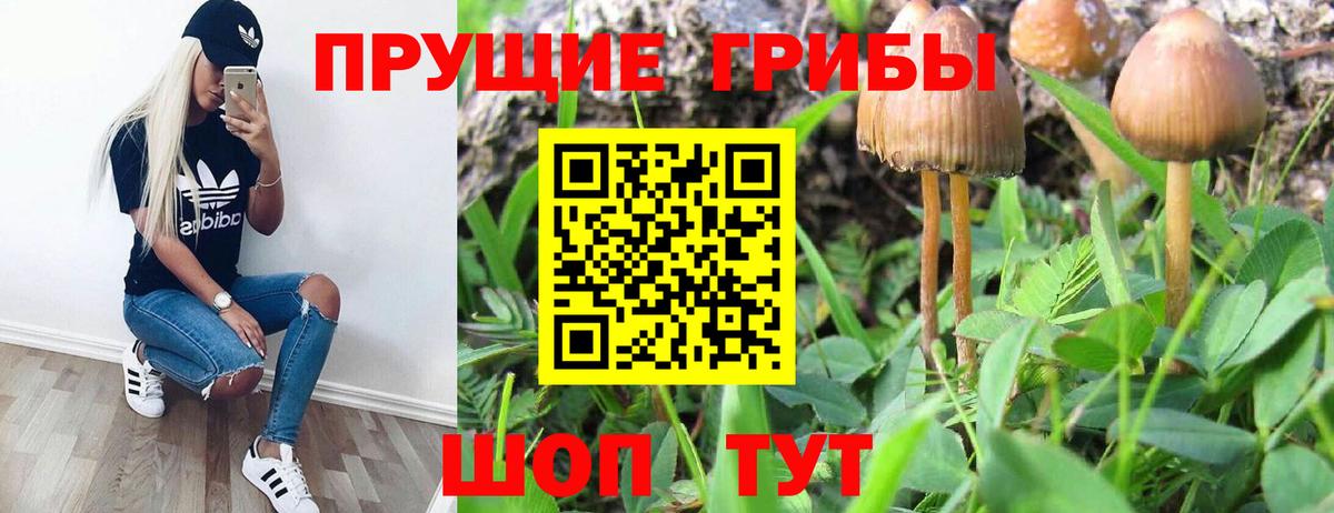 Сальск  Галлюциногенные грибы Cubensis  Вход с VPN 